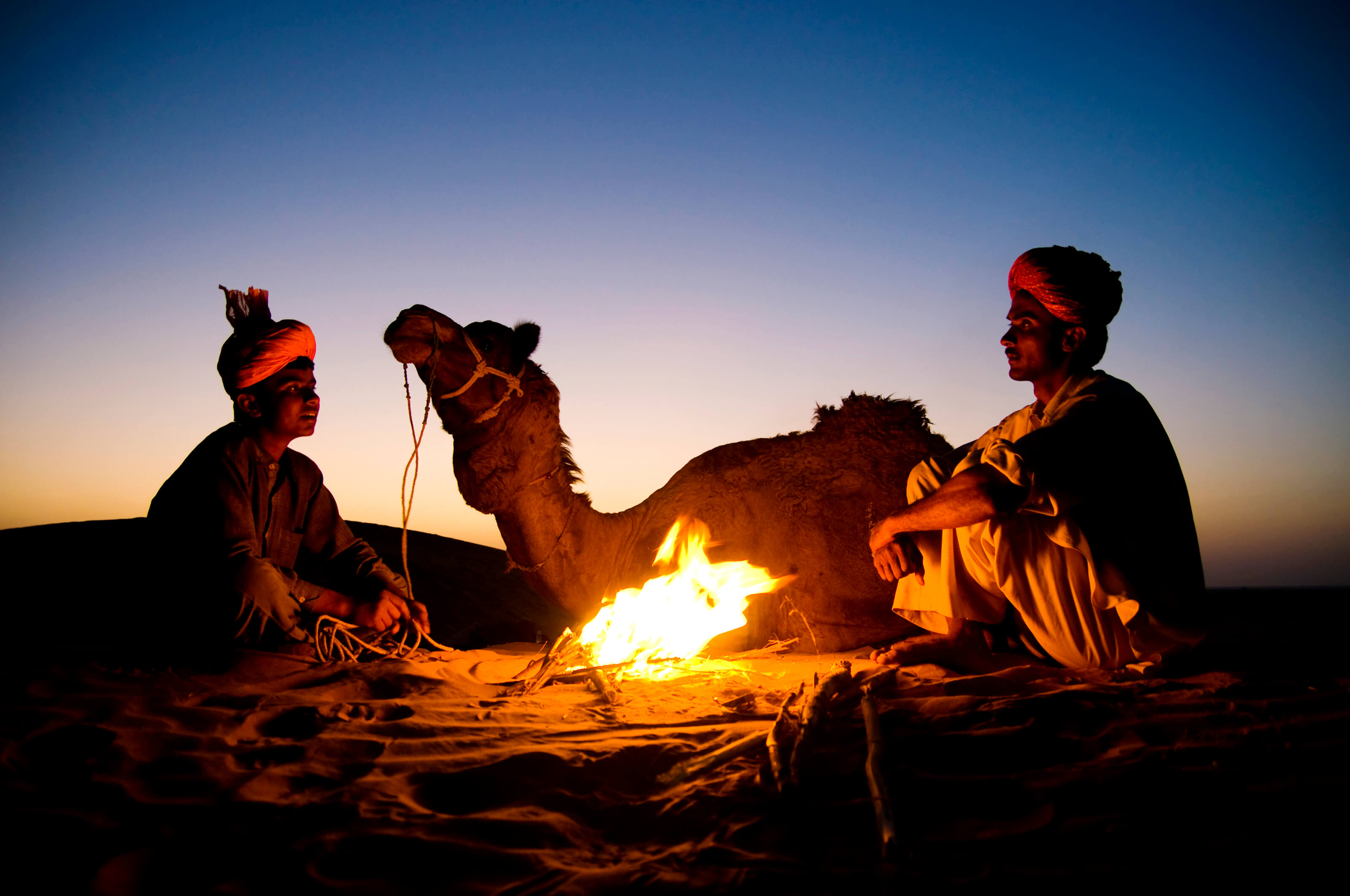 Camel Safari